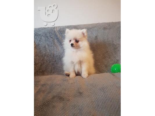 Pomeranian όλα kc reg.